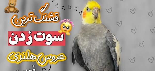 عکس فیلم حرف زدن عروس هلندی