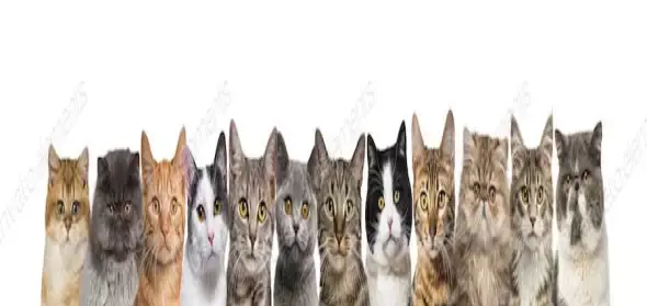 عکس دسته جمعی گربه