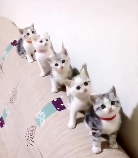 عکس دسته جمعی گربه