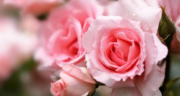 عکس دسته گل hd