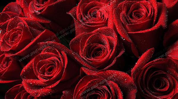 عکس دسته گل hd