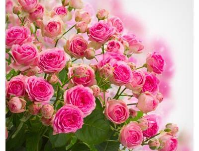 عکس دسته گل hd