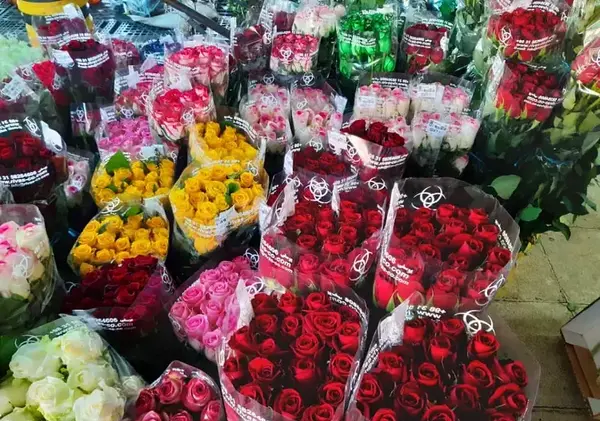 عکس دسته گل رز واقعی