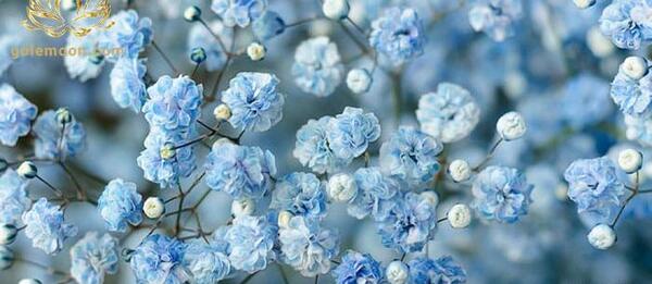 عکس دسته گل های ژیپسوفیلا