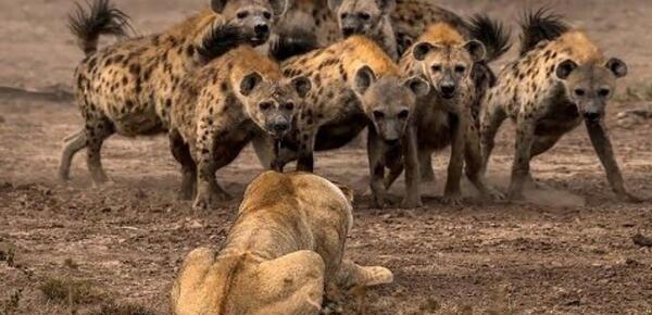 عکس شیر دسته جمعی