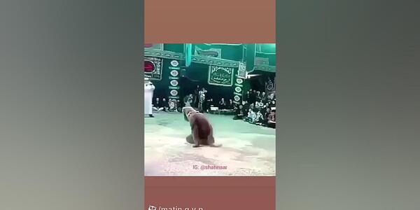 عکس سوتی تعزیه شیر