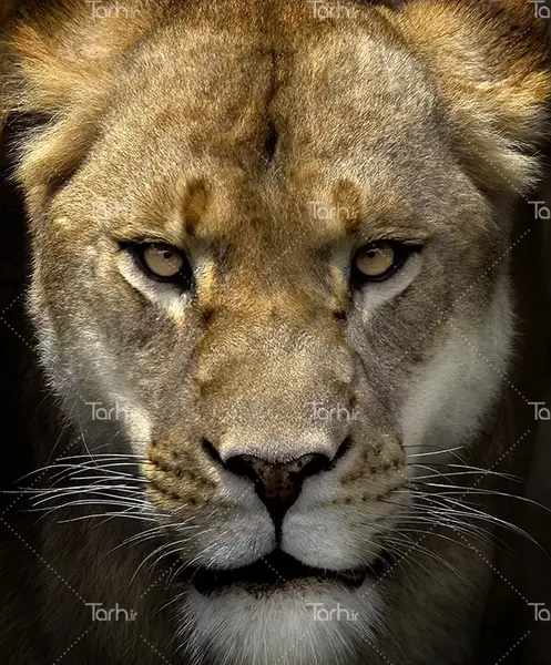 عکس سوتی تعزیه شیر