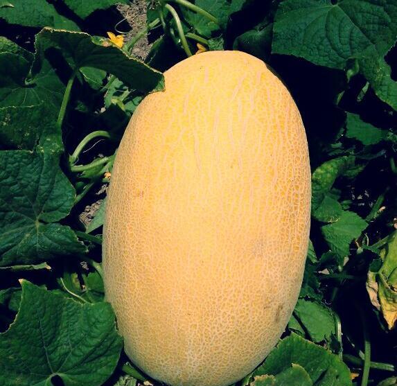 عکس میوه سوتی چیست