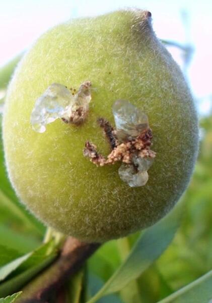 عکس میوه سوتی چیست