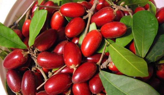 عکس میوه سوتی چیست