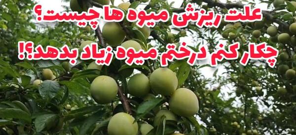 عکس میوه سوتی چیست