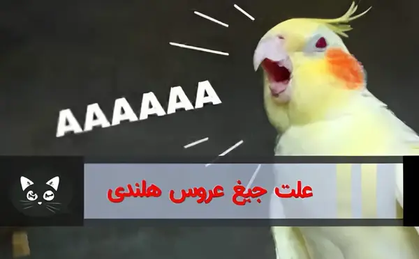 عکس سوتی عروس هلندی
