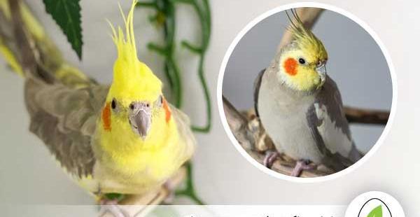 عکس سوتی عروس هلندی