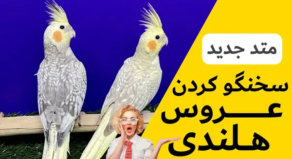 عکس سوتی عروس هلندی