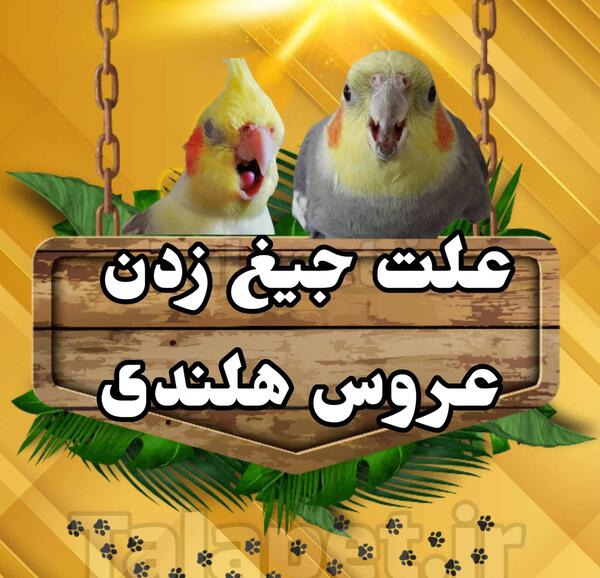 عکس سوتی عروس هلندی