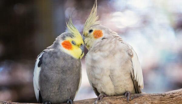 عکس سوتی عروس هلندی