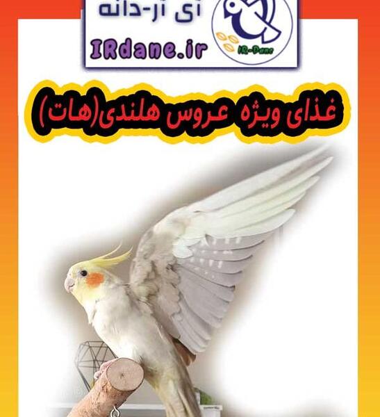 عکس سوتی عروس هلندی