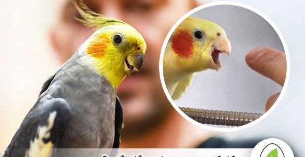 عکس سوتی عروس هلندی