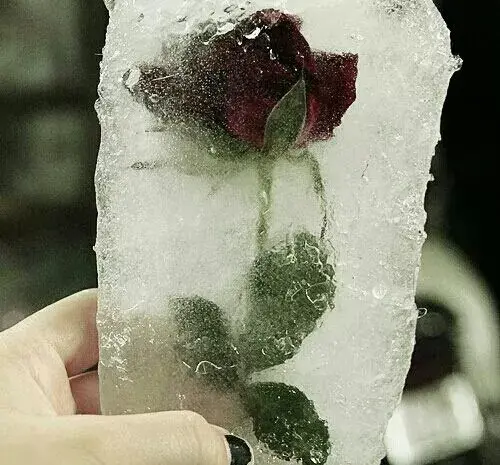 عکس فیلم گل یخ زده