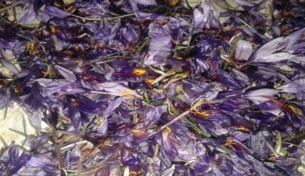 عکس فیلم گل یخ زده