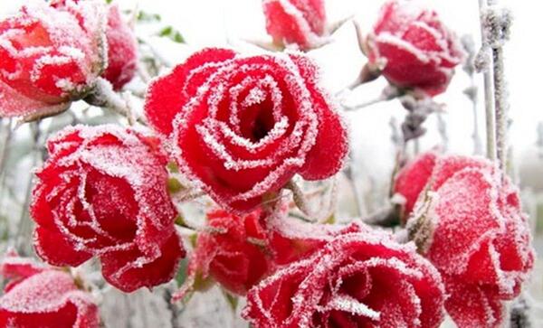عکس فیلم گل یخ زده