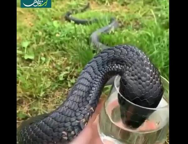 عکس و فیلم مار کودکانه