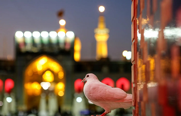 عکس و فیلم حرم امام رضا