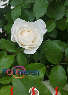 عکس یکبار مصرف در اینستاگرام