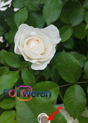 چگونه عکس های یکبار مصرف اینستا را دوباره ببینیم