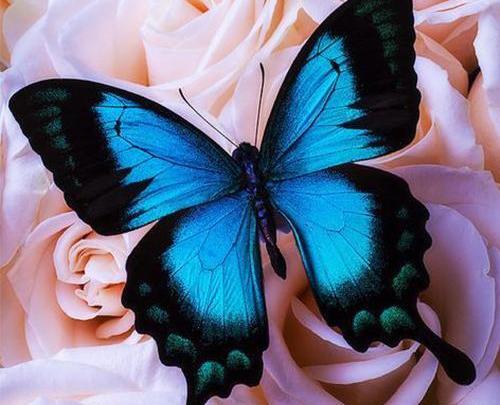 عکس اینستاگرامی