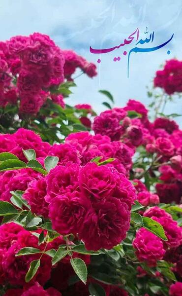 عکس برای اینستا گل