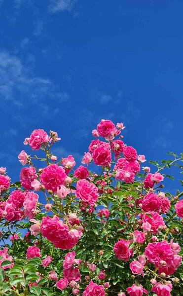 عکس پروفایل اینستا جدید گل