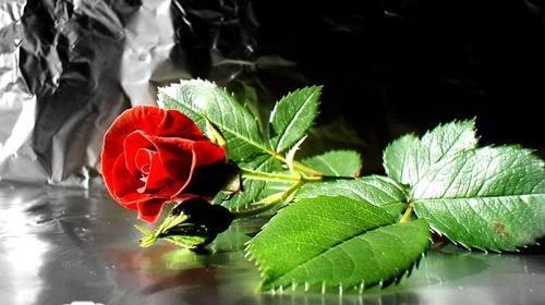 عکس جدید رز