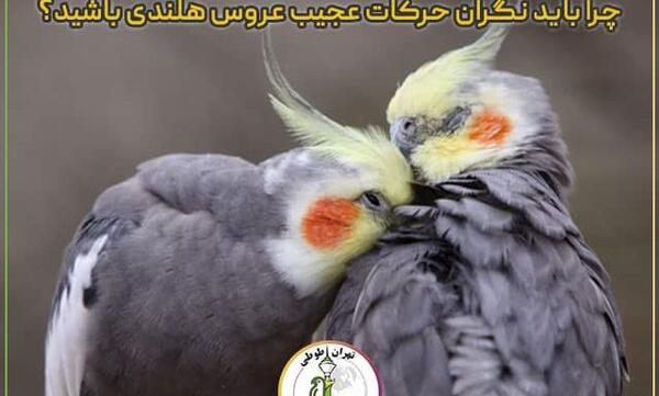 عکس جدید عروس هلندی