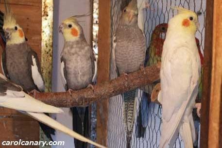 عکس جدید عروس هلندی