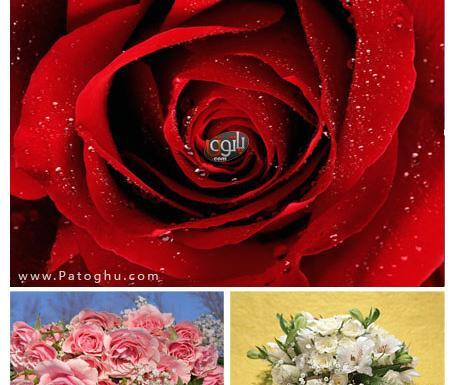 عکس گل زیبا جدید برای تصویر زمینه