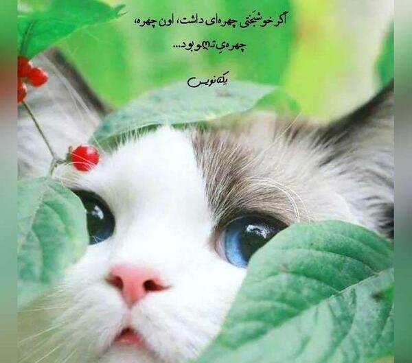 عکس پروفایل جدید امسال واتساپ