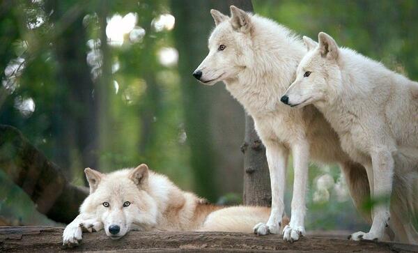 عکس های wolf