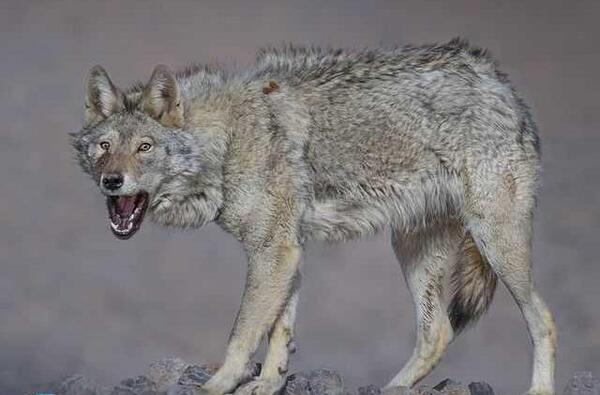 عکس های wolf