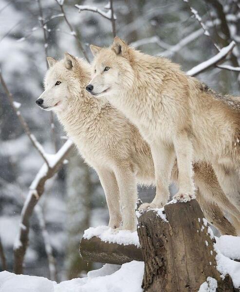 عکس های wolf