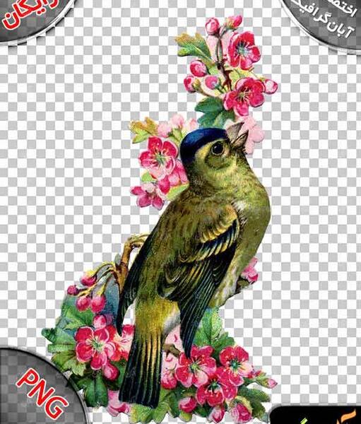 عکس های png رایگان