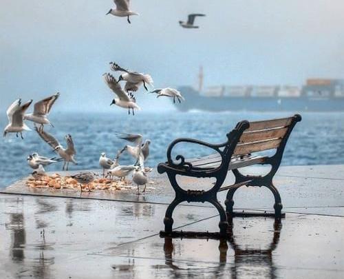 عکس های theshey