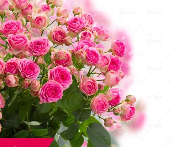 دانلود عکس های jpg