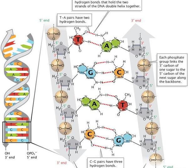 عکس های dna