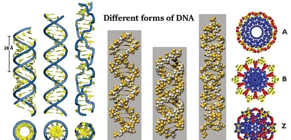 عکس های dna