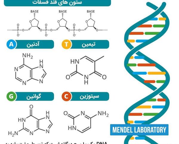عکس های dna