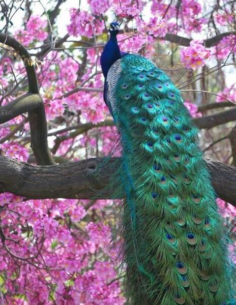 عکس های طاووس بسیار زیبا