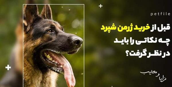عکس بچگی های ژرمن