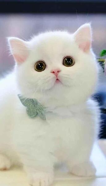 عکس کیوت گربه برای نقاشی