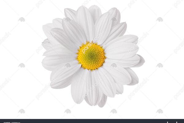 عکس کیوت گل بابونه